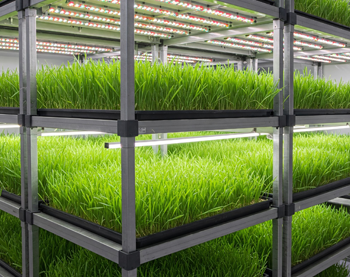 Follaje hidropónico para alimentación animal